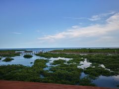 -北海金海湾红树林生态旅游区