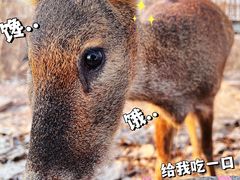 -南海子公园