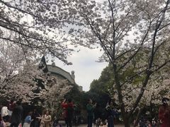 -武汉大学-樱园