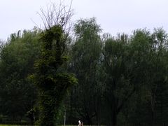 -北坞公园