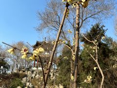 -莲花池公园