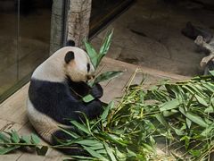 -广州长隆野生动物世界