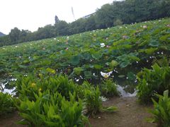 -贵阳市花溪国家城市湿地公园