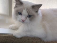 -猫遇摄影工作室