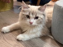 -柴迷FANS CLUB·柴犬狗咖·猫咖