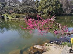 -杭州植物园