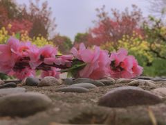 -南汇桃花村