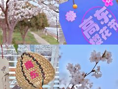 -高东镇樱花园