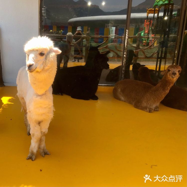 五一去哪玩|温州极地海洋世界 太太太可爱啦!