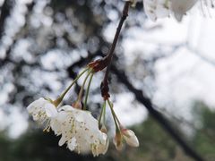 -龙头寺公园
