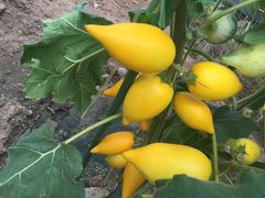 -兰陵国家农业公园