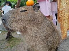 -上海野生动物园