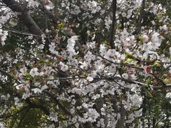 -高东镇樱花园