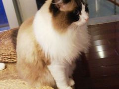 -Catmate·猫肥家润(金润铂宫店)