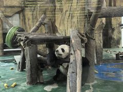-成都动物园