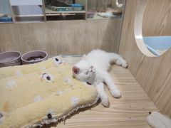 -屋虎猫馆(宝安大仟里店)
