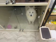 -Pets First伊珊娜洗护·精致美容·家庭式寄养(新会路店)