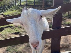 -神户市立六甲山牧场