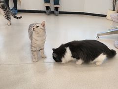 -共舞时光猫咖·狗咖(新街口店)