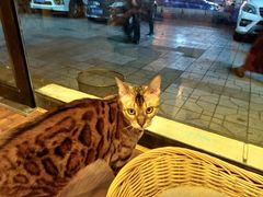 -猫友咖啡店(玉林西路店)