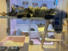 -爪爪喵星球·猫舍(前海卓越店)