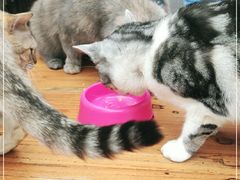 -猫小院猫主题咖啡厅(北锣店)