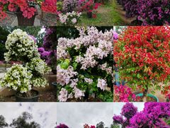 -莲花山公园