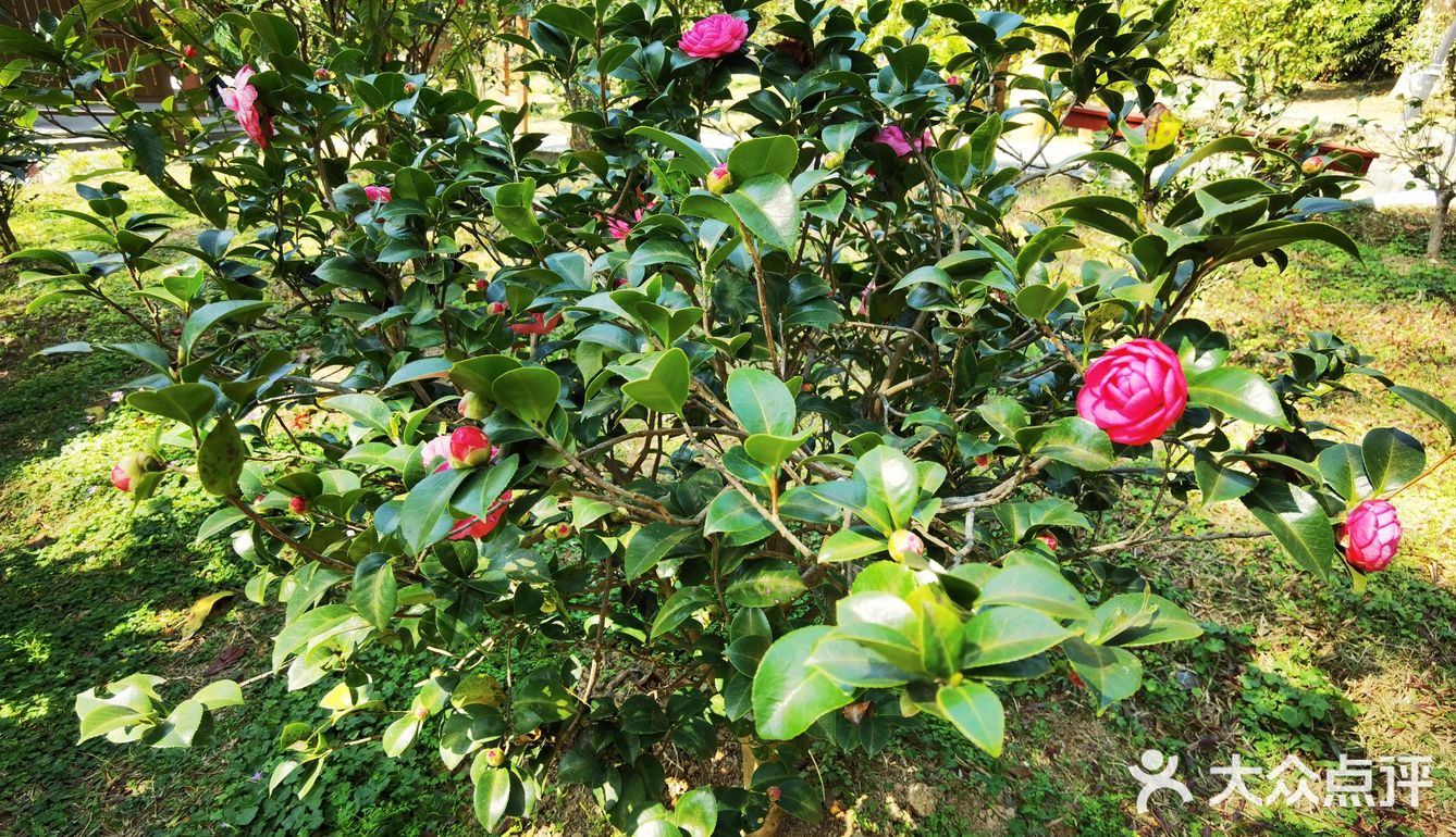 御花園位置就在正門入口右手邊