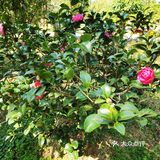 御花園位置就在正門入口右手邊