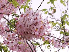 -白石龙音乐公园