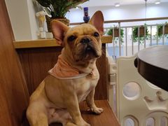 -柯斗斗主题餐厅·狗咖·围炉煮茶·茶饮(国瑞升平里店)