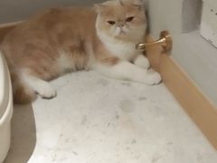 -飞行喵MR PILOT|猫舍·猫咖(静安大融城店)