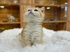 -猫十亿·布偶金渐层·曼基康矮脚猫舍(青年路店)