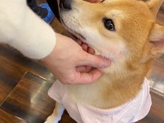 -豆柴町-柴犬主题狗咖(红鼎国际C座店)