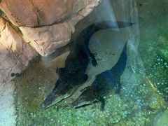 -迪拜水族馆及水下动物园