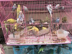 -园圃街雀鸟花园