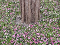 -庐山风景区花径公园
