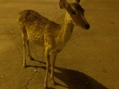-清迈夜间动物园