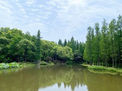 -上海滨江森林公园