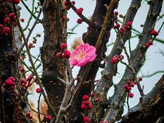 -昆山城市生态森林公园