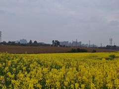 -三圣花乡旅游区