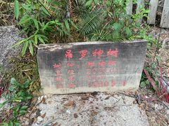 -海南热带雨林国家公园吊罗山景区