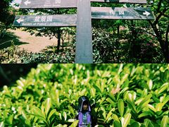 -南山植物园