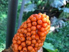 景点-瑞丽独树成林风景区