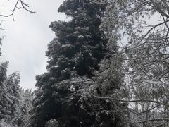 -武陵山森林公园