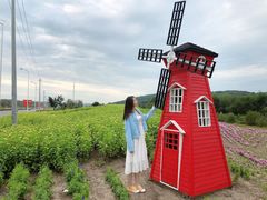 -莲花山花海