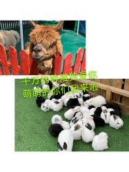 -萌宠亲子动物乐园(槐房万达店)