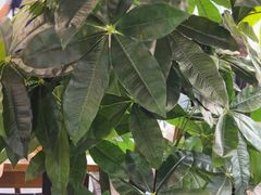 -长安后宰门水盆羊肉(新都心店)