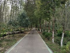 -合肥滨湖国家森林公园