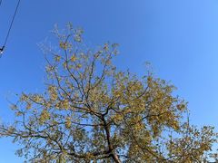 -嘉北郊野公园